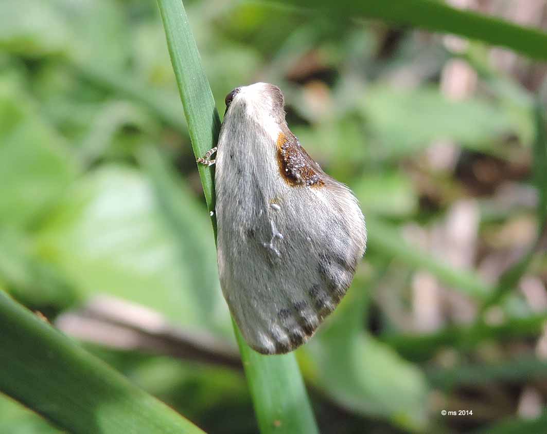 ID micro - Cilix hispanica, Drepanidae